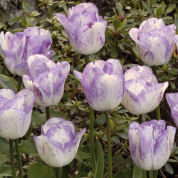 tulipe tardive -shirley